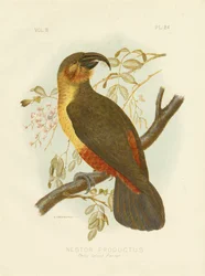 Norfolk Kaka, 1891
